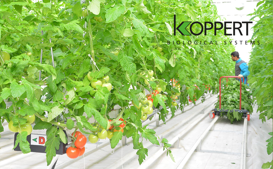 Развлечения на любой вкус