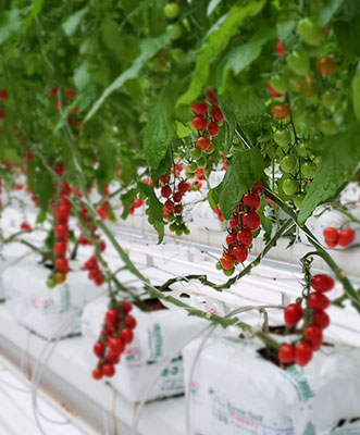 Agronet Seracılık A.Ş.